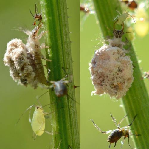 Réf. 256 673 : Pseudomallada sp.